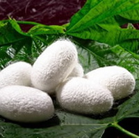 Протеины шелка гидролизованные (Hydrolyzed silk protein) Протеины шелка гидролизованные (Hydrolyzed silk protein)