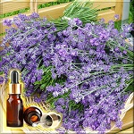 Лаванда болгарская эфирное масло (Lavender Bulgarian Essential Oil), 10 мл