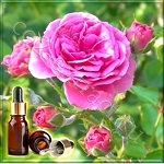Роза иранская (дамасская) эфирное масло (Iranian Damask Rose Essential Oil)
