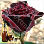 Роза турецкая натурально-восстановленное эфирное масло (Rose Turkish Natural Essential Oil Restoring)