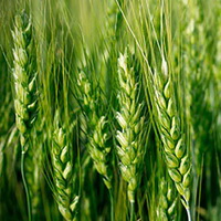 Xyliance (Ксилианс) - пшеничный эмульгатор ОПТ