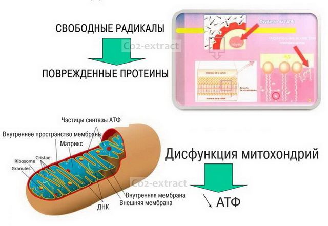 Биопланктон Причины метаболического старения