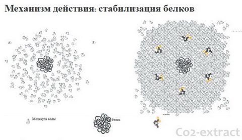 Действие эктоина Действие эктоина