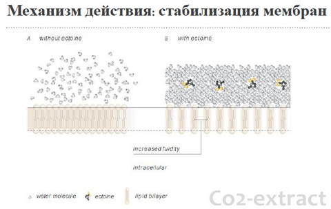 Действие эктоина Действие эктоина