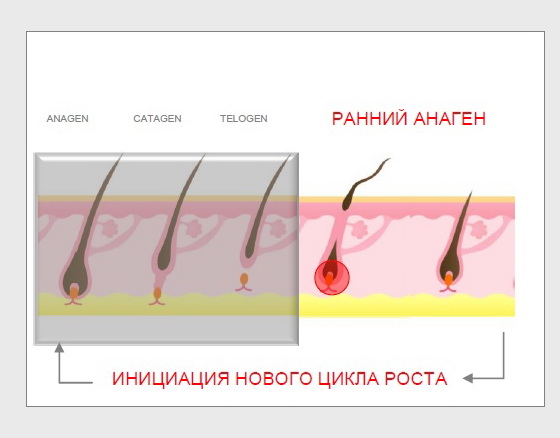 Реденсил - фазы роста волос Реденсил - фазы роста волос