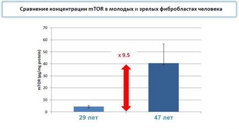 mTOR в молодых и зрелых клетках mTOR в молодых и зрелых клетках