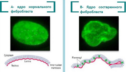 Старение клетки Старение клетки