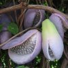 ��������. ������ �������� (Akebia) �������� ������ �������� ����