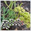 Aroleat Samphira (������� �������) - �������� ��������, 5 �