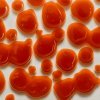 ����������� (Astaxanthin) � ���������