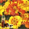 �������� ������� ����� (Oil of Tagetes)