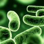 Biolin P (������) ���