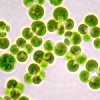 Dermochlorella D Ecocert (������������� - ���������� ������������� �������� ����)
