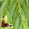 �������� �������� ������� ����� (Eucalyptus globulus Essential Oil)