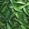 �������� ������� ����� (Eucalyptus Essential Oil), Cineole 70%, 10 ��