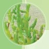 HYDRASALINOL (������������) - ����� ����������� ����������� ����, 2 ��