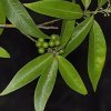 ������ (������) ������ ������� ����� (Litsea Cubeba Essential Oil), ���