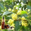 ������ ������ ������� ����� (Litsea Cubeba Essential Oil), ������, ������, ��������, 10 ��