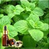 ���� �������� ������� ����� (Mentha piperita Essential Oil) EP/USP