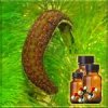 ���������������� CO2 �������� ������ ����������� Hirudinea Extract (�������, �������� ����������% 3; ����������% 2)