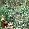 ������ ������� ������� ����� (Artemisia absinthium Essential Oil), ��������