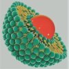 ������� � ��������� (Retinol Liposome System) �������������