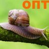 Snail secretion filtrate (������ ����������� ������) ���