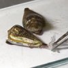 XEP-018 ������ (Cone Snail ������, ������ ������) - ������������