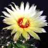 Exotic Kaktus (������������ ������), ������� (Duellberg Konzentra), 10 �