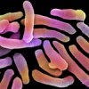 ����� ���������������� �������� ������ (Propionibacterium Ferment Lysate), ������