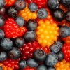 Wild berries - ����� �����