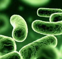 Biolin P (������) - ��������� �� �������������� � �������