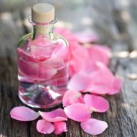 ���� ��������� (Rosa Damascena) �������� �������, ��������