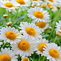 Bisabolol vegetal alpha (���������-����� ����������� ������������) 98,5%  ���