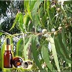 Эвкалипт китайский эфирное масло (Eucalyptus Essential Oil)