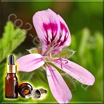 ������ ��������� ������� ����� (Geranium Essential Oil)