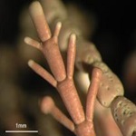 Концентрат коралла-водоросли, олигоэлементы