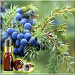Можжевельника ягод эфирное масло (Juniper Berry Essential Oil)