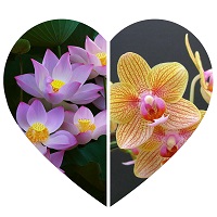 Орхидея-Лотос, жирорастворимая отдушка, 20 г