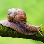Snail secretion filtrate (������ ����������� ������ 98%)