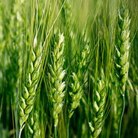 Xyliance (Ксилианс) - пшеничный эмульгатор, Франция