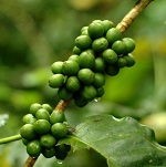 Кофе (Арабика) зеленого масло нерафинированное Бразилия, холодного отжима, 10 мл