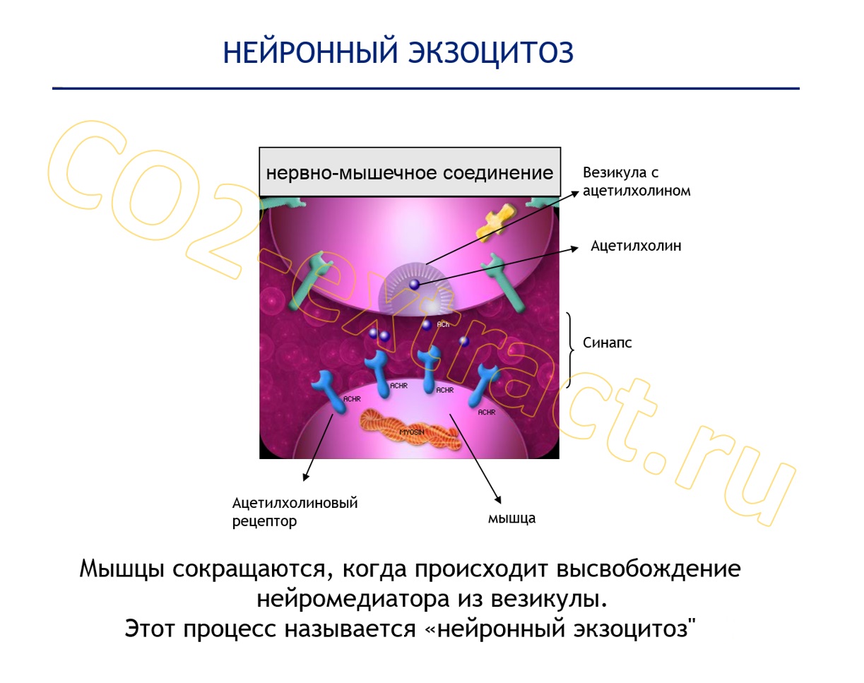 argilerine