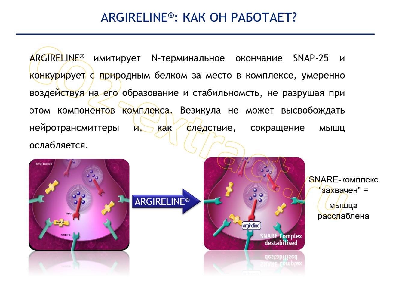 argilerine