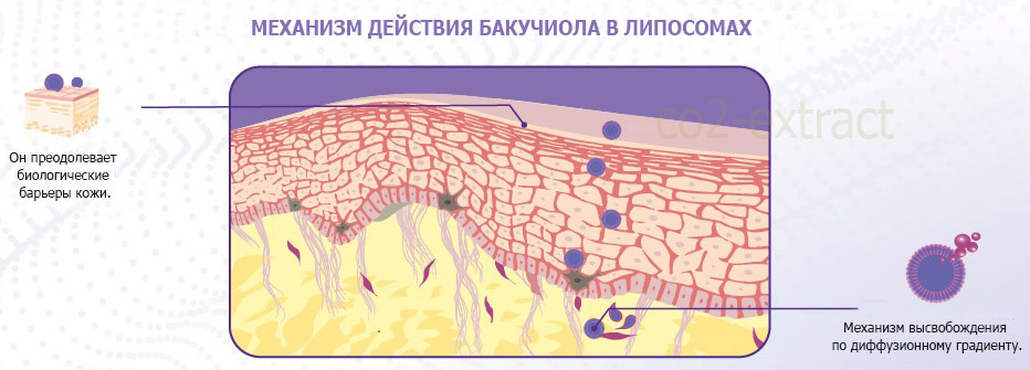 bacuch