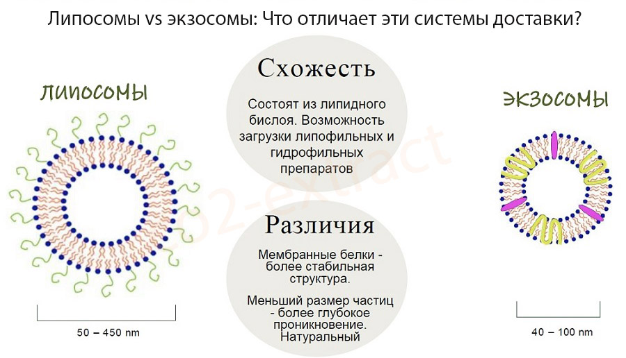 ekzosom