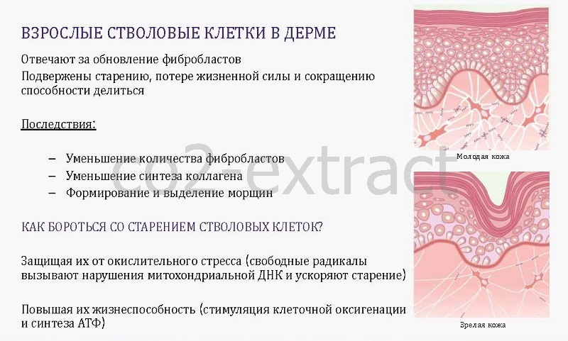 fibroblast protect
