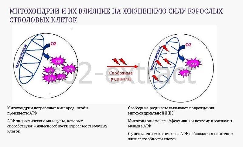 fibroblast protect