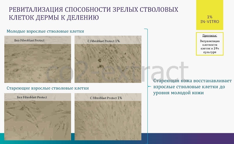 fibroblast protect