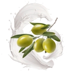 Olive Milk,  (Duellberg Konzentra), 10 